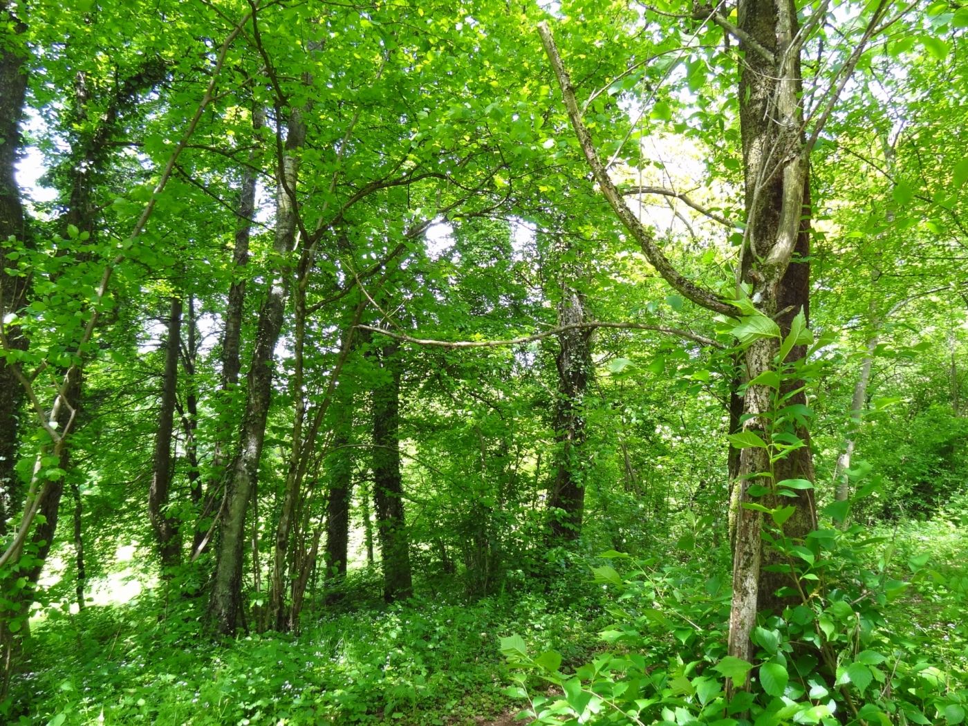 Nature reserve "Brill"