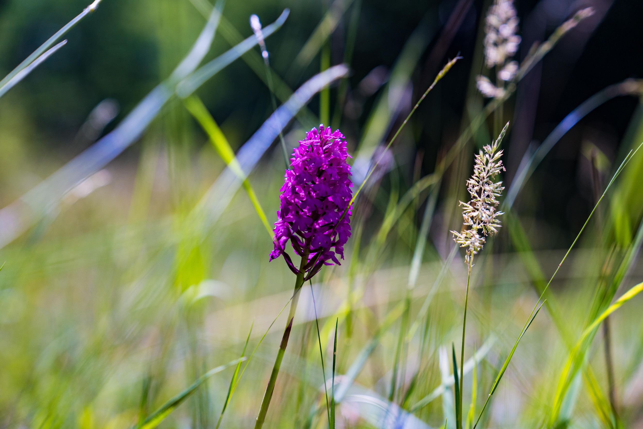 Une orchidée sauvage de couleur violette