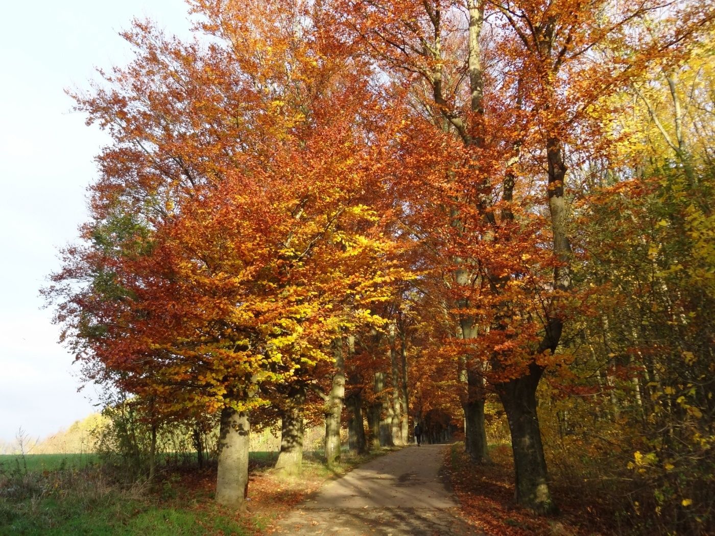 Das Naturschutzgebiet "Haard" liegt unweit des Wanderwegs