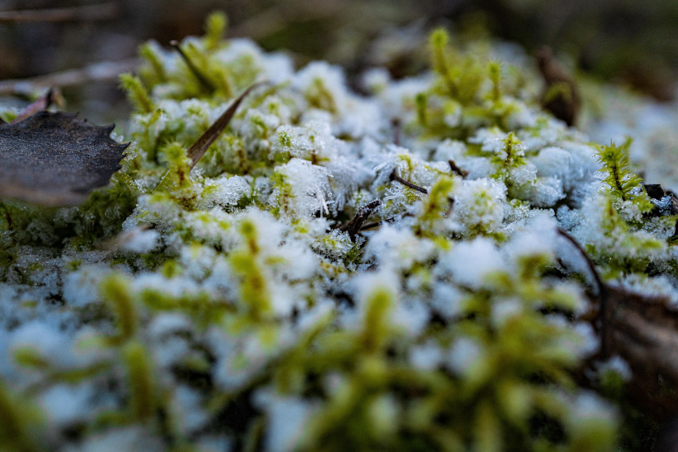 Gelée hivernale sur un arbuste