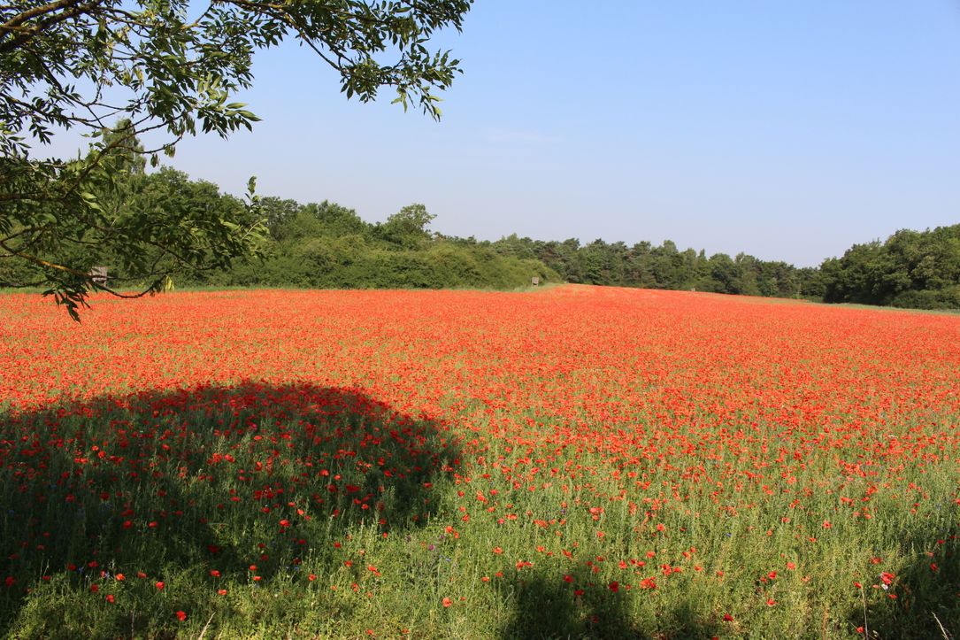 Ein Feld voll mit Klatschmohn im Sommer