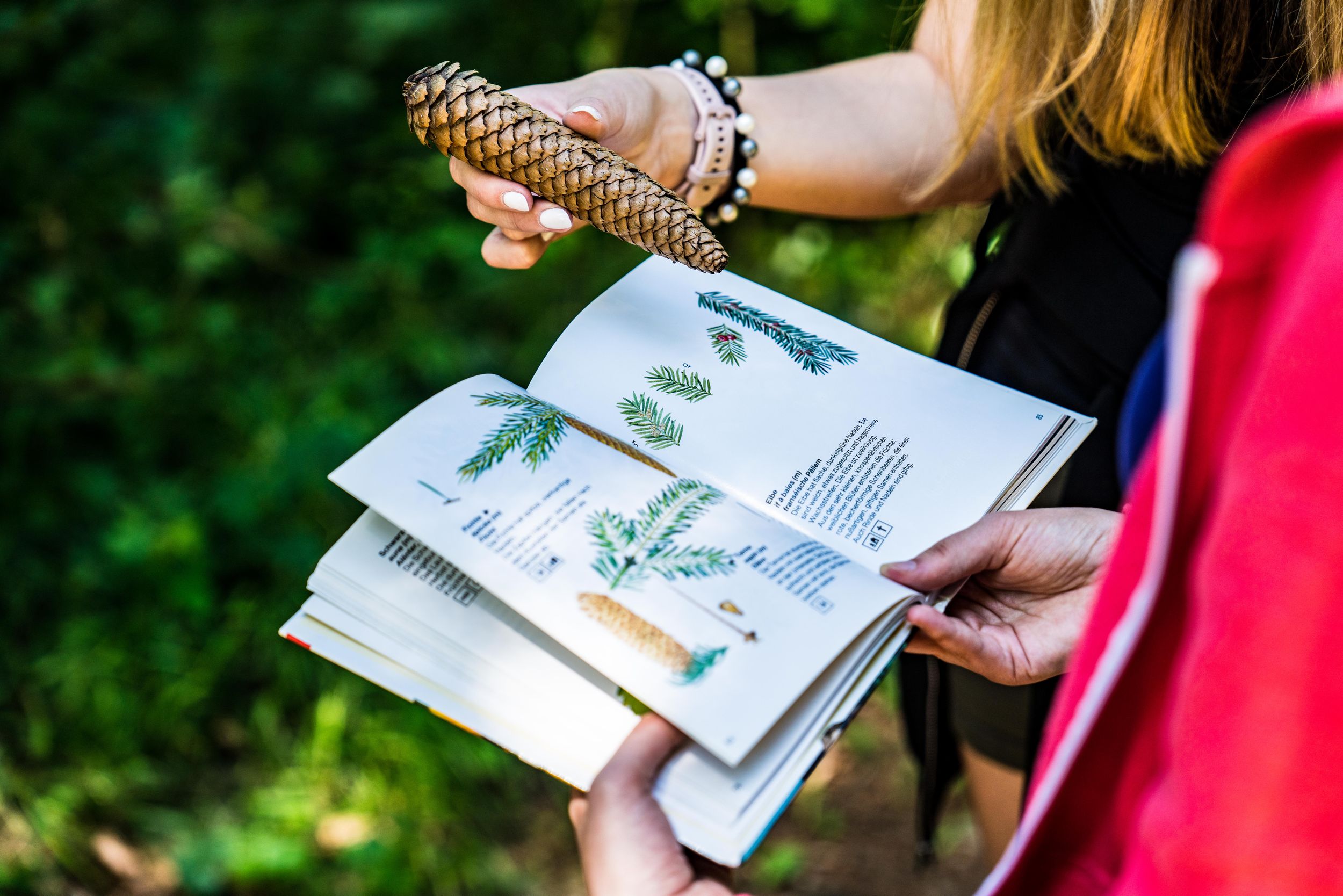 Les randonneurs déterminent le type de pomme de pin à l'aide d'une fiche d'information