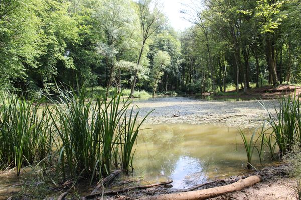 Ein Weiher im Naturschutzgebiet Ellergronn