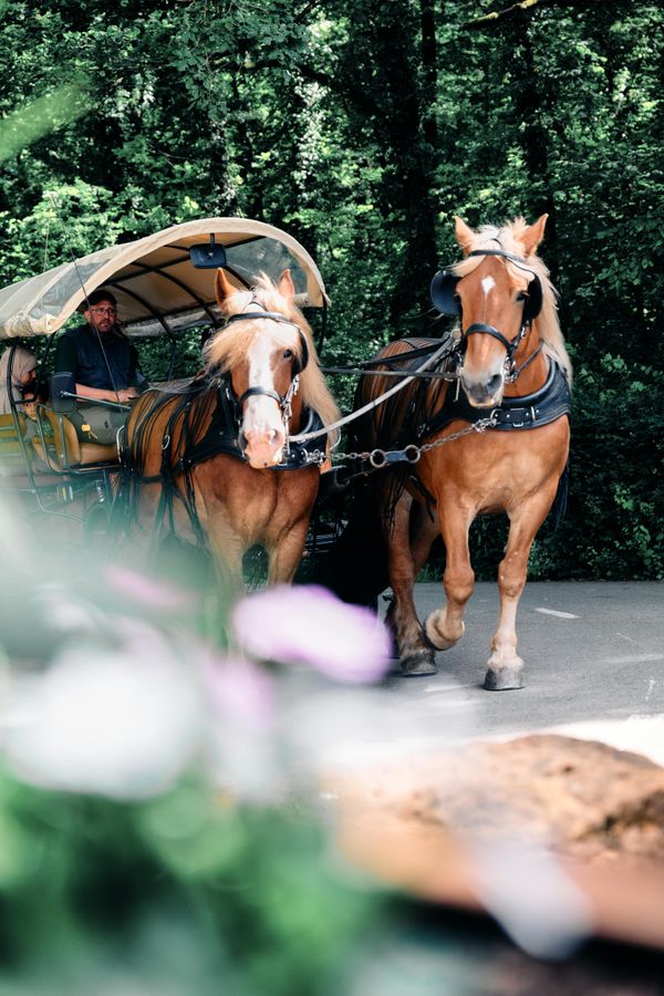 Two horses pulling a Carriage at the "dag an der natur"