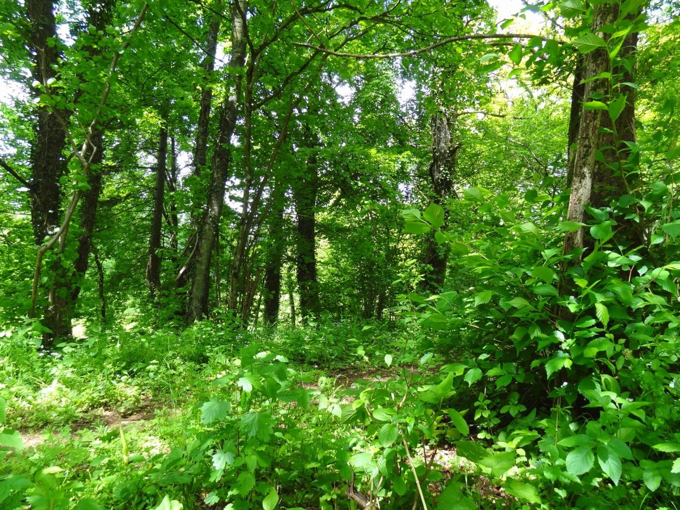 Nature reserve Um Bierg
