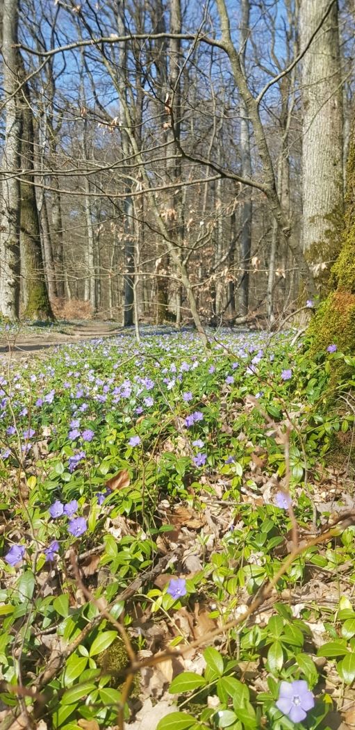 Der „Beetebuerger Bësch“ ist  ein alter Hochwald