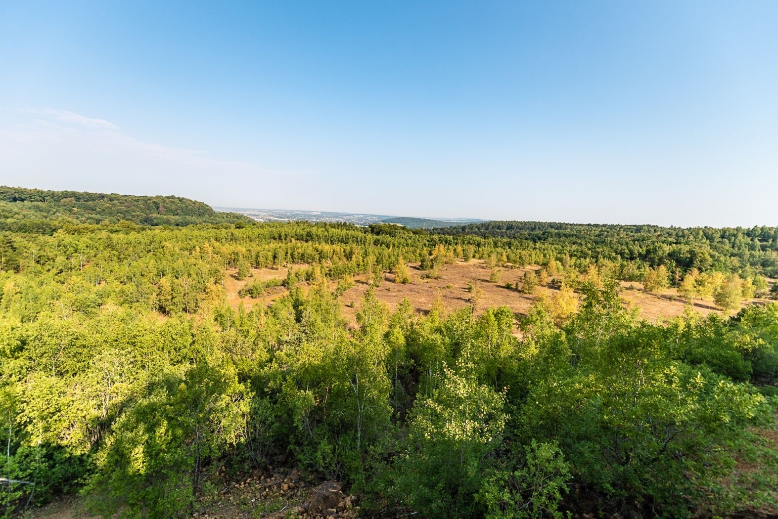 In den alten Abbaugebieten haben sich Pionierarten angesiedelt und die Landschaft verwandelt