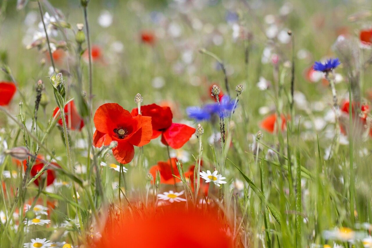 Eine Nahaufnahme von Klatschmohn und anderen Blüten in einer Blumenwiese